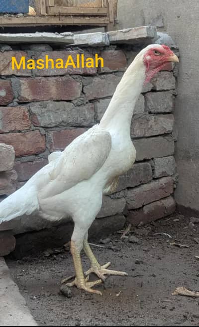 white o shamoo eggs and chicks