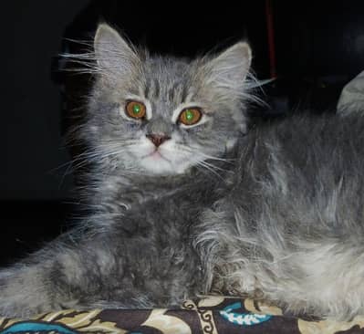 Cat for sale.