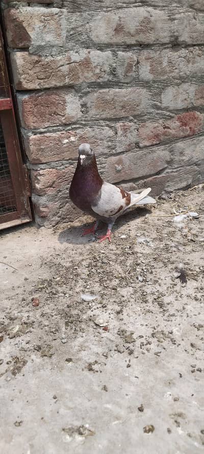 indian lakha