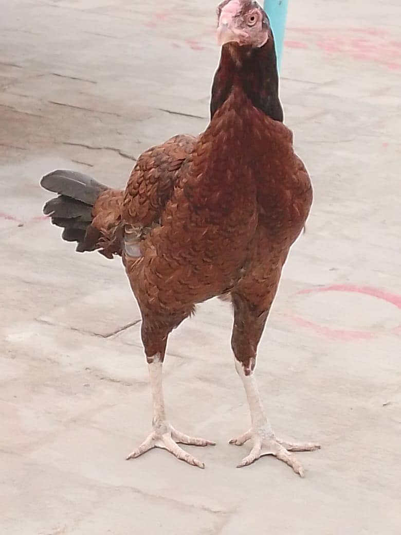 hhhhhhh 1