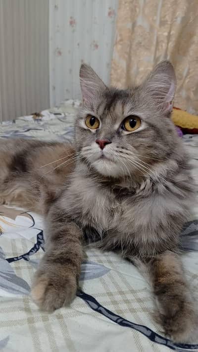 Silver Gray Persian female Cat-Heathly & Litter trained-2years Old