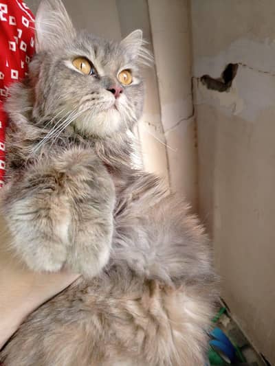Silver Gray Persian female Cat-Heathly & Litter trained-2years Old
