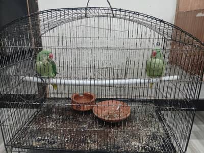raw parrot pair