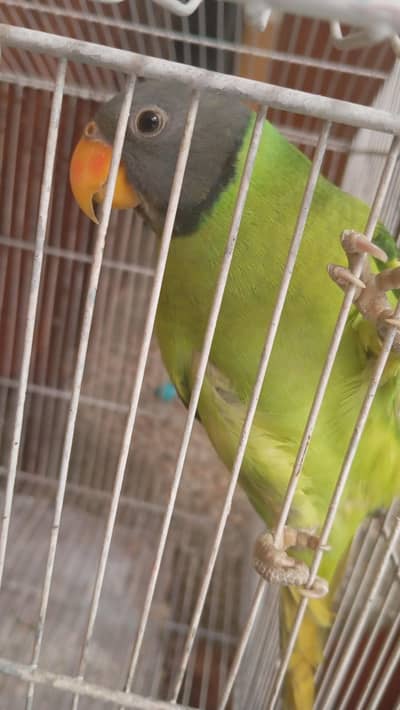 raw parrot