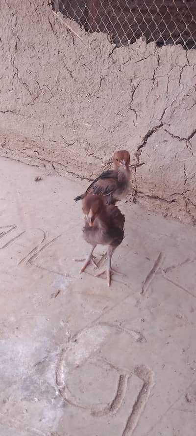 healthy chicks