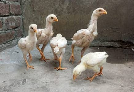 white o shamo chicks [ king size German shamo [ murga [ hens [ fancy