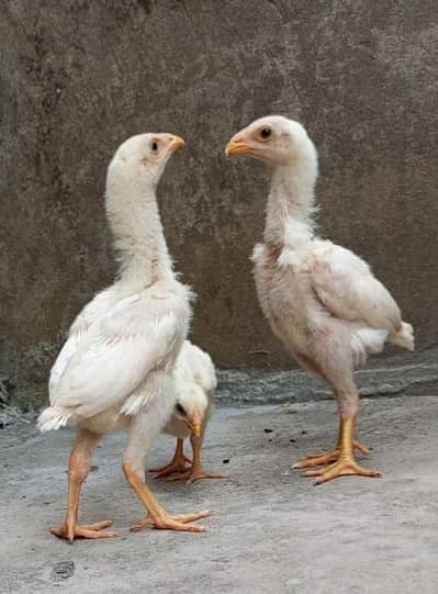 white o shamo chicks|king size shamo|german shamo|hens|aseel