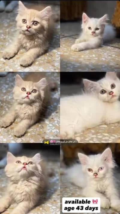 Persian kitten male and females for sale