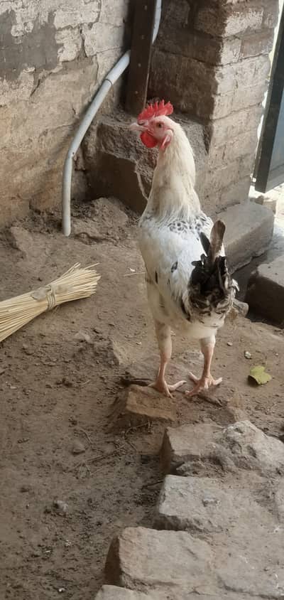 Desi phata