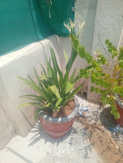 Jhumka bail, Basil plant, hisbicus plant