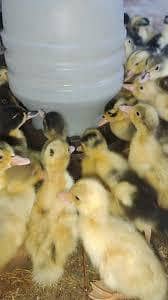 ducks pair 500