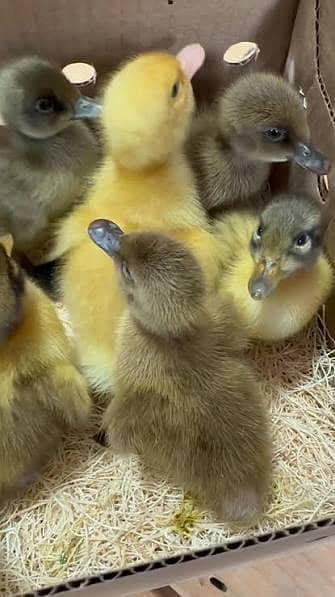 ducks pair 500 1