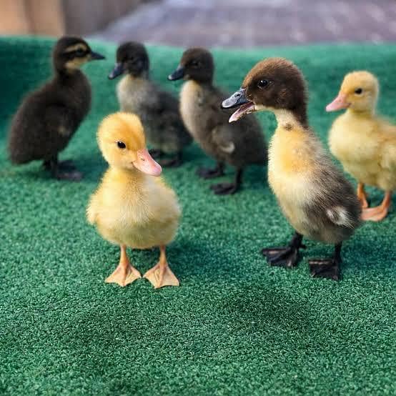 ducks pair 500 2