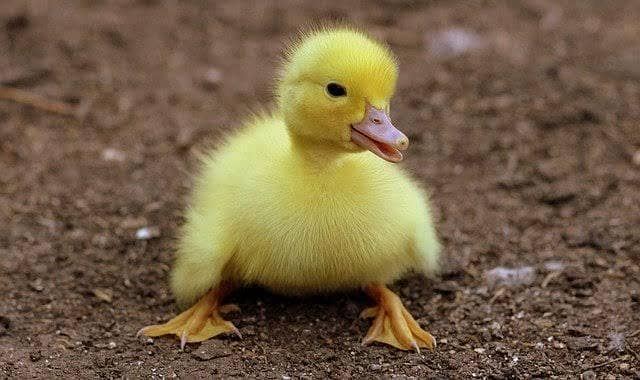 ducks pair 500 3