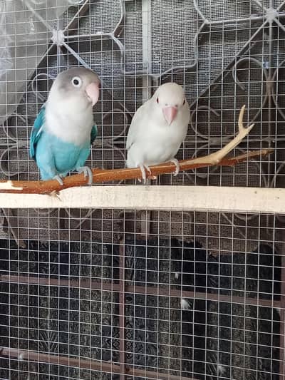 Beautiful love Birds