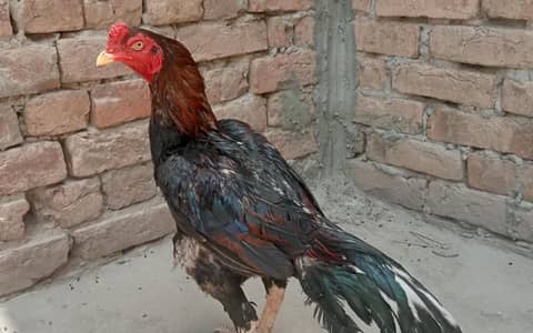 Mushka lassani murgha for sale 03052593845