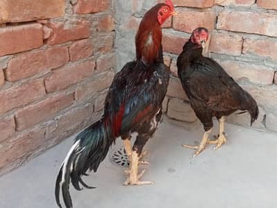 Mushka lassani murgha for sale 03052593845