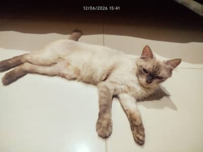 cat Beljium