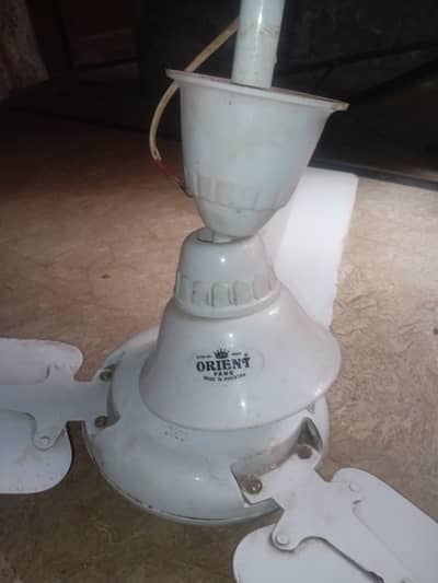 Heavy fan Orient model 2022