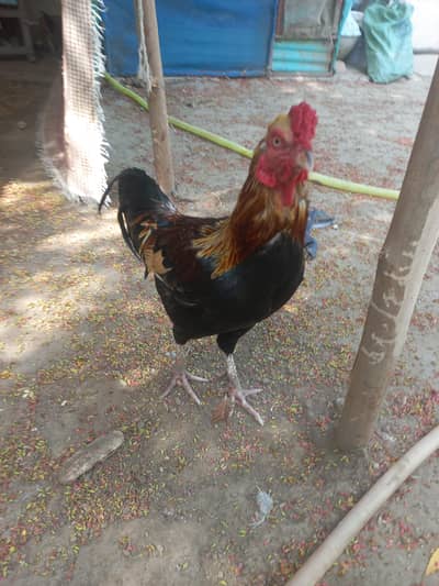 All setup for sale urgent sale aseel pair with 3 chick
