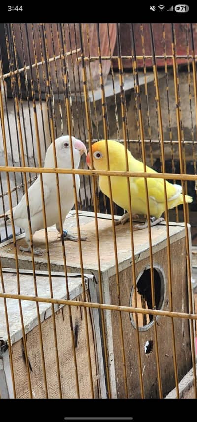 love birds