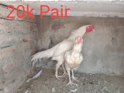 Heera Aseel Full setup For Sale