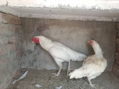 Heera Aseel Full setup For Sale