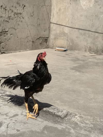 Aseel mushka pair for sale