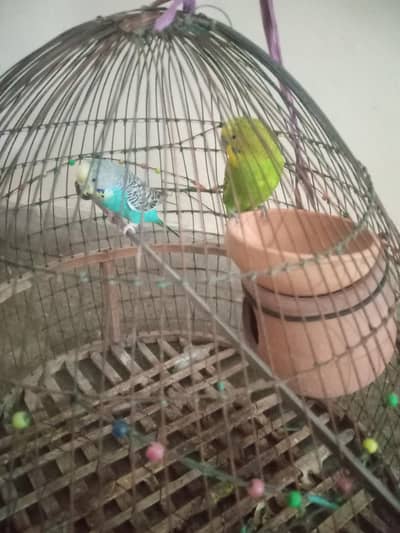 pair of Australian parrots