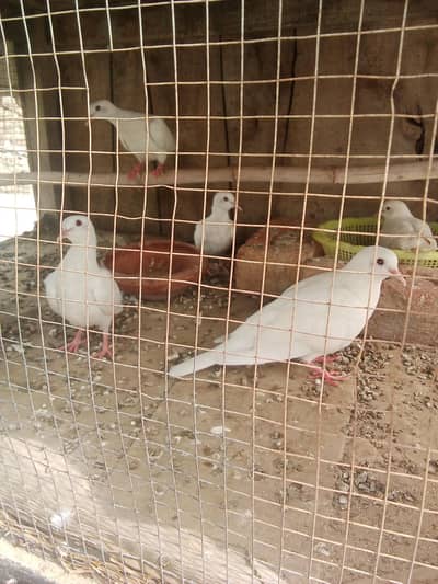white pair red eyes breeder