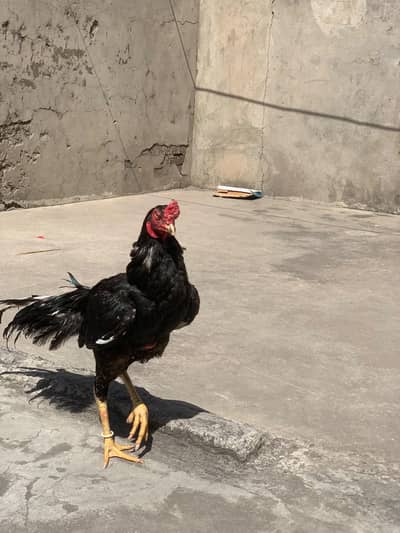Aseel mushka pair for sale