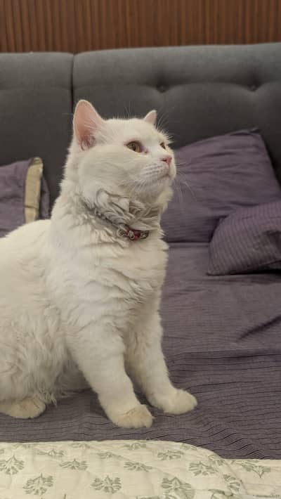 Persian Cat Pair