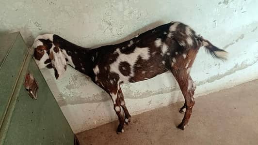 dasi goat