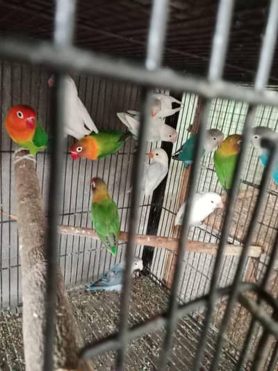 baredar pair