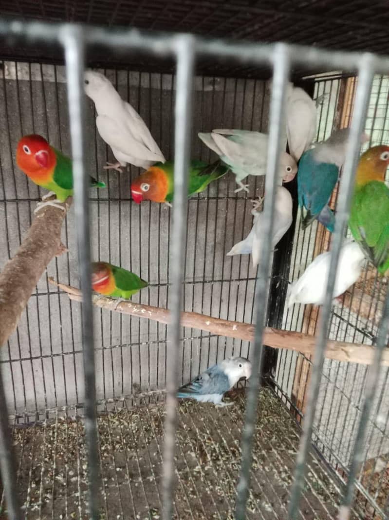baredar pair 2