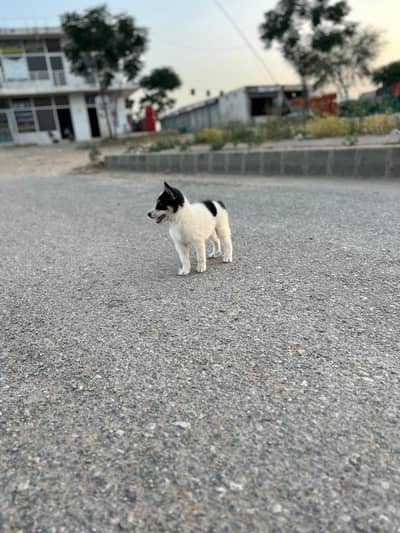 PUPPY FOR SALE SIBERIAN HUSKY