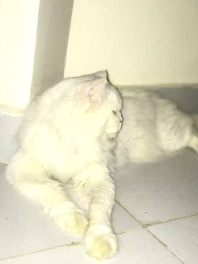 matting ke liya jisko chyia wo rabta kry odd eyes male hai full breder