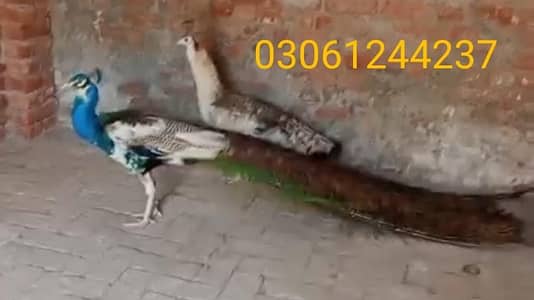 Breader pear peacock blue paid male and black shoulder female for sale