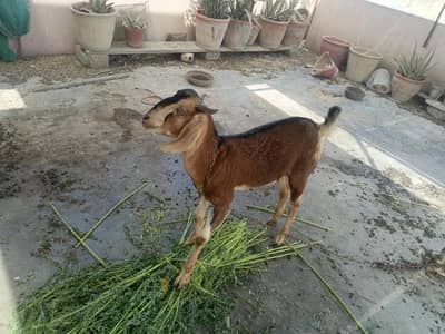 Bakra bakri for sale