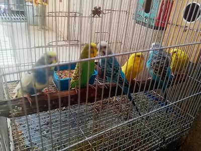  Healthy Talking Parrot with Cage for Sale – Rs. 15,000