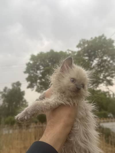 Perion kitty
