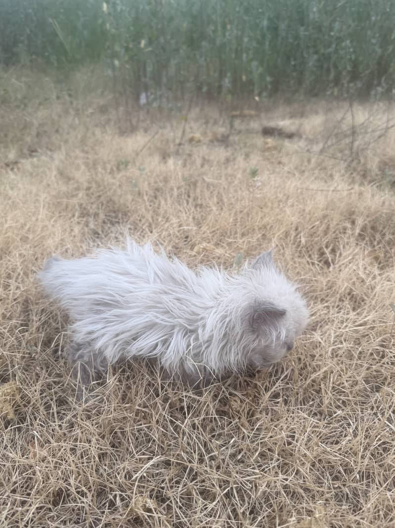 Perion kitty 3