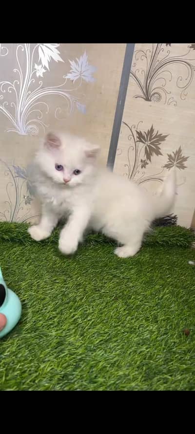 persian cat for sale MywatsapppNumber0341-15-94-140