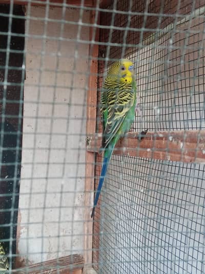 All are males for sale
