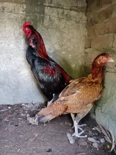home breed murga aur murgi for sale in Sargodha full breed information