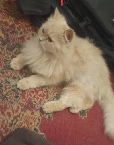 punch/semi punch/doll face Persian cat