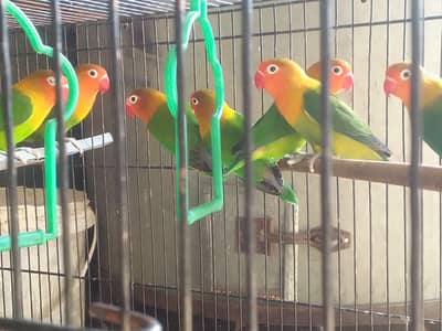 Love Bird