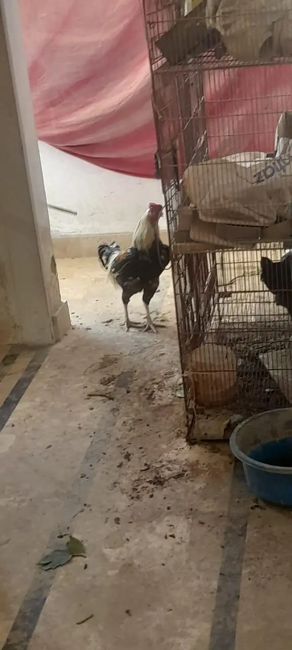 rooster, aseel others, healthy active
