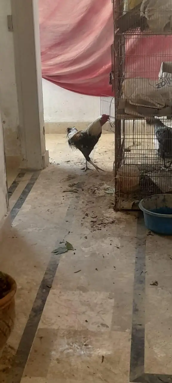 rooster, aseel others, healthy active — photo 2