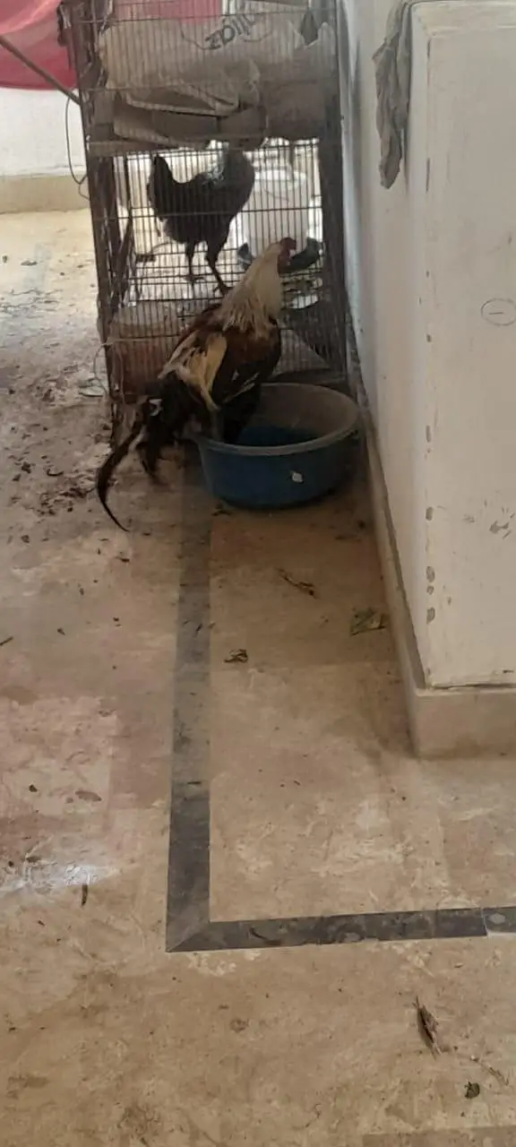 rooster, aseel others, healthy active — photo 3